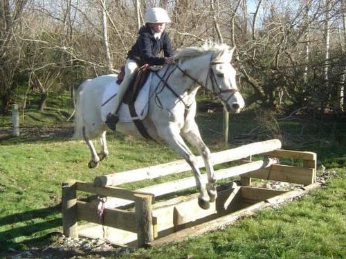 A pony wearing a hunting breastplate. Note where it attaches to the D-rings of the saddle.