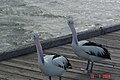 Pelicans at Caloundra - panoramio.jpg