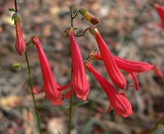 <i>Penstemon rostriflorus</i> Species of flowering plant