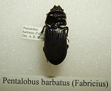 Pentalobus barbatus sjh.jpg