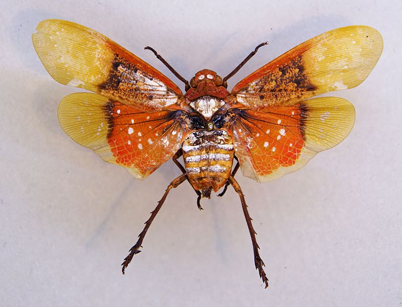 File:Penthicodes farinosa TPopp.jpg