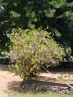 <i>Pereskia bleo</i> species of plant