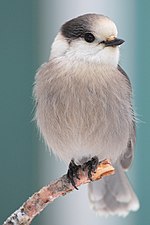 Vignette pour Liste des oiseaux au Canada