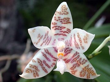 Phalaenopsis hieroglyphica flower