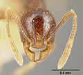 Pheidole tulle jtlc000014071 head 1. jpg