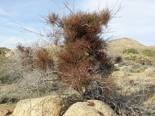 Phoradendron californicum (Desert Mistletoe), Granite Mountains, Mojave Desert, California Phoradendron californicum 031611.jpg