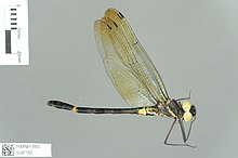 Phyllomacromia melania Selys, 1871 2432760743.jpg