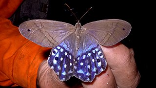 <i>Pierella lena</i> Species of butterfly