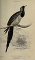 Pigeons (Plate 20) (6976195721).jpg