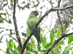 Pileated Parrot, Reserva Natural Parque do Zizo, São Paulo, Brazil.jpg