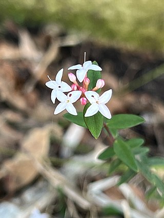 <i>Pimelea filiformis</i> Species of flowering plant