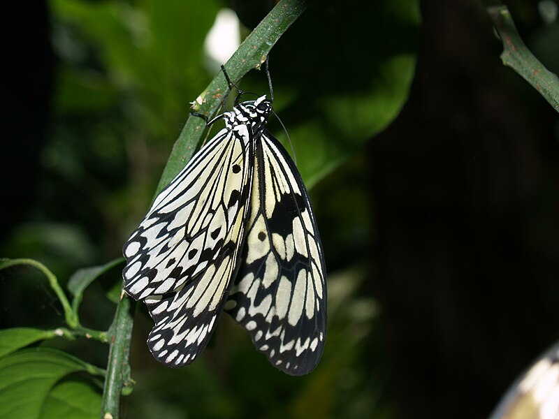 File:Pinpilinpauxa (Idea leuconoe) - panoramio.jpg