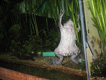 Pipa pipa in captivity Pipa pipa 2.jpg