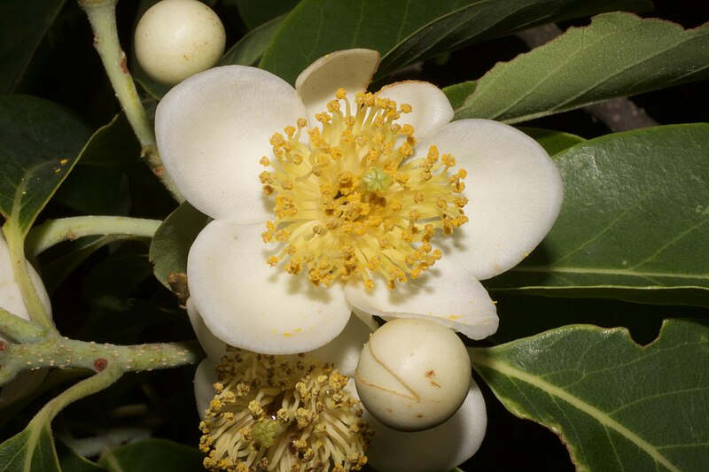 File:Plant Schima Flower IMG 8544 03.jpg