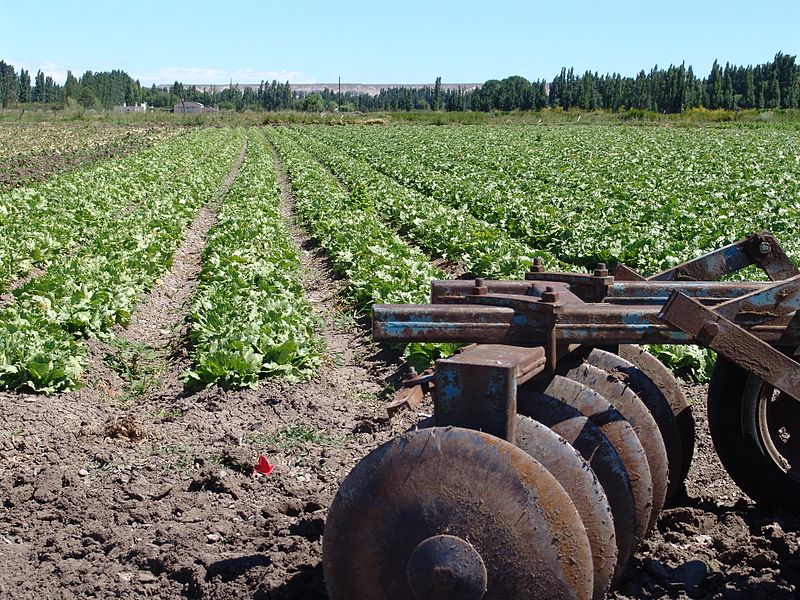 File:Plantacion verduras.JPG