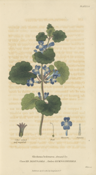 File:Plate 14 Glechoma Hederacea - Conversations on Botany-1st edition.tiff