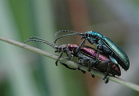 Plateumaris sericea