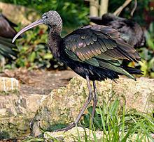 Glossy ibis Plegadis falcinellus (aka).jpg