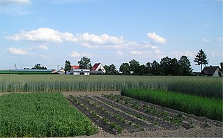 <span class="mw-page-title-main">Crop rotation</span> Agricultural practice of changing crops