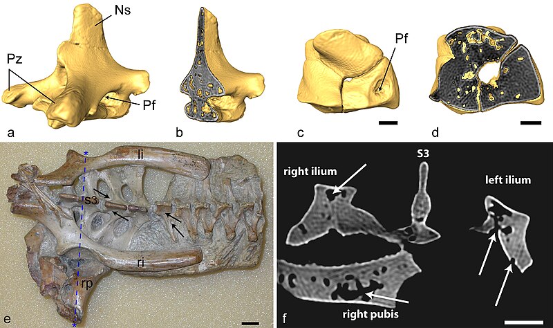 File:Pneumatic Anhanguera santanae.jpg