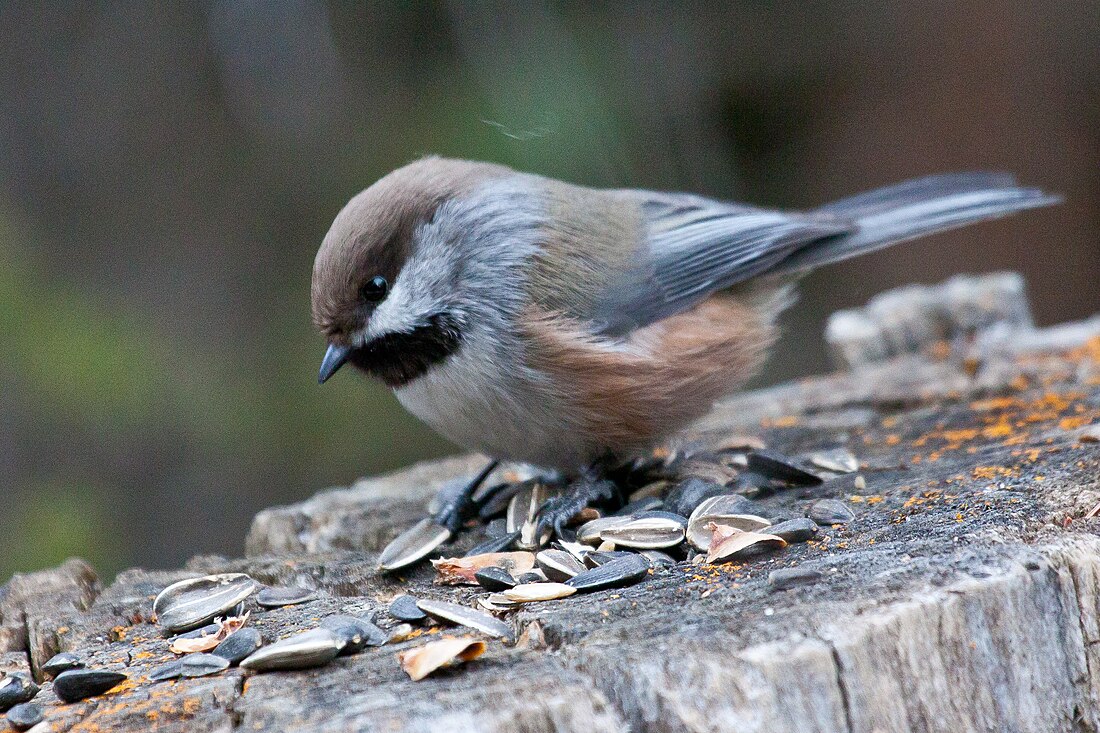 Mésange à tête brune