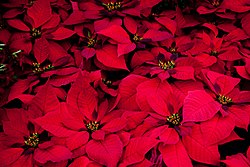 The Nochebuena (poinsettia) is native to Mexico and is widely used as a decoration during Christmas time. Poinsettia (5843430096).jpg