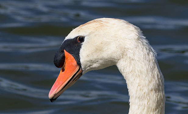 Portrait of Mute swan, Nagai Park, Osaka.