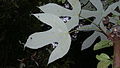 Face inférieure des feuilles de Pourouma guianensis