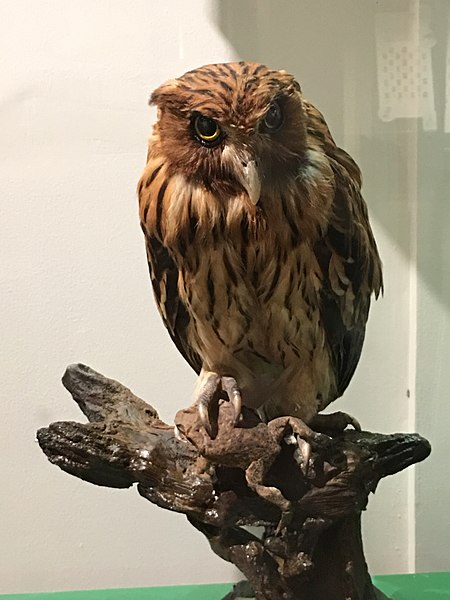 File:Preserved Philippine Eagle Owl at Philippine National Museum.jpg