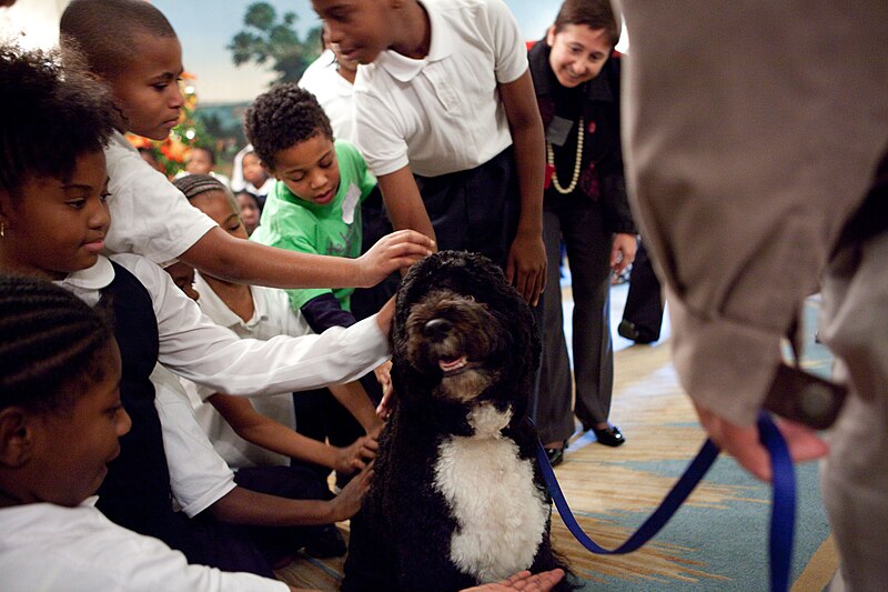 File:President’s Active Lifestyle Award achiever greeting Bo, the Obama family dog.jpg