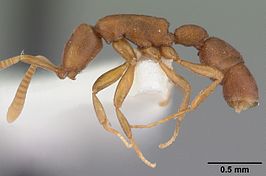 Probolomyrmex procne