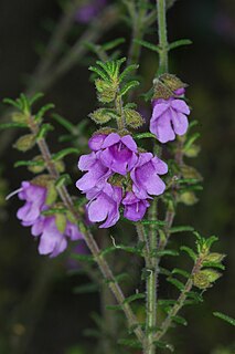 <i>Prostanthera decussata</i> Species of plant