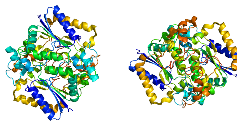 File:Protein NQO1 PDB 1d4a.png