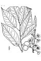Prunus alleghaniensis.jpg
