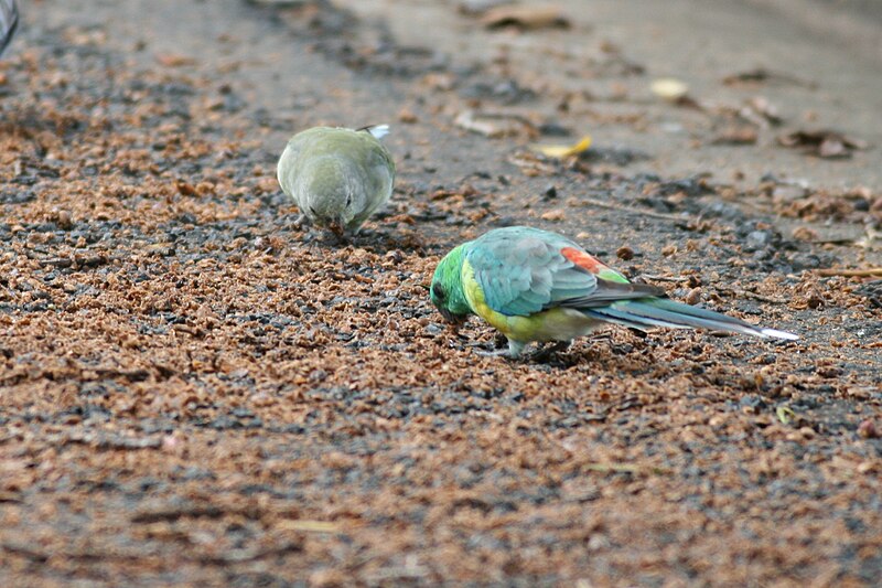 File:Psephotus haematonotus (pair) -New South Wales-8.jpg