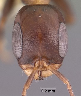 Pseudomyrmex ejectus