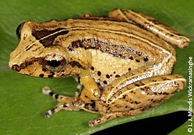 Pseudophilautus hypomelas.jpg