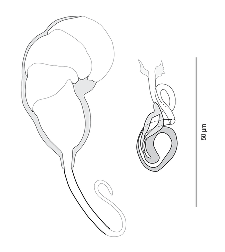 Pseudorhabdosynochus epinepheli (Monogenea, Diplectanidae) - sclerotized copulatory organs.png