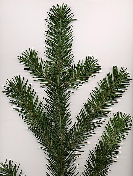 Tập_tin:Pseudotsuga_menziesii.jpg