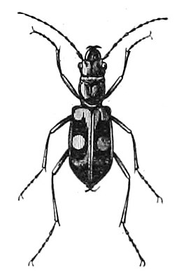 Pseudoxycheila bipustulata