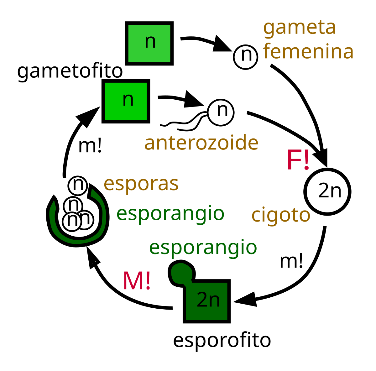 Pteridophyta Wikipedia La Enciclopedia Libre