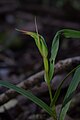 Pterostylis cardiostigma