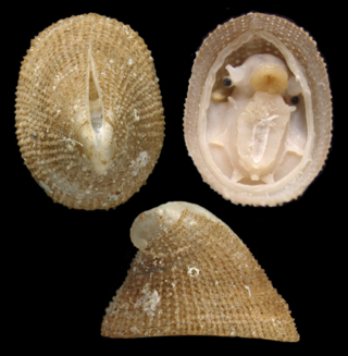 <i>Puncturella agger</i> Species of gastropod