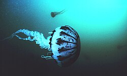 Purple striped jellyfish, Pelagia panopyra, MBNMS.jpg