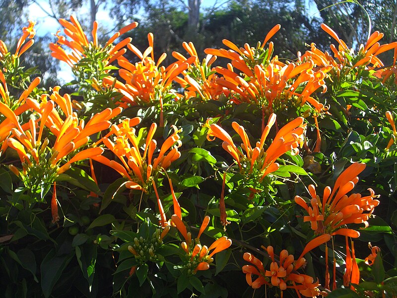 File:Pyrostegia venusta cropped.jpg