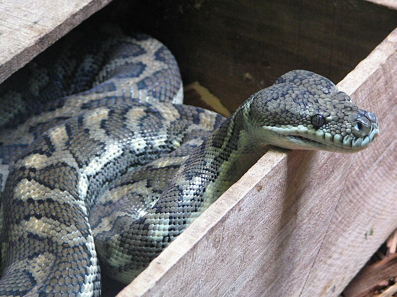 File:Python Australia Zoo.JPG