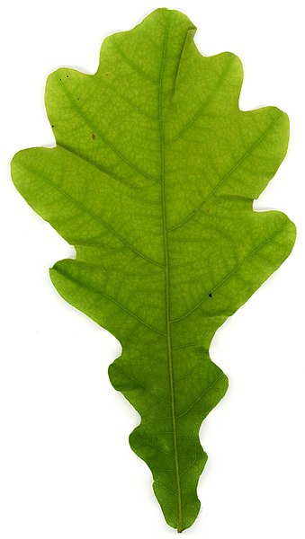 File:Quercus robur leaf.jpg
