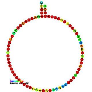 Small nucleolar RNA snoR60