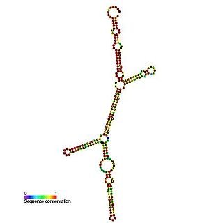 <span class="mw-page-title-main">Small nucleolar RNA SNORD17</span>