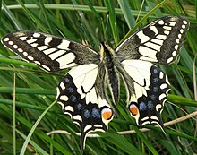 Old World swallowtail RSPB Strumpshaw Fen Norfolk Swallowtail.jpg